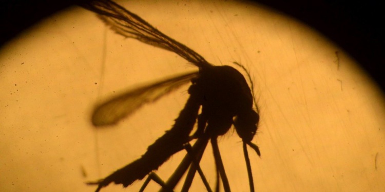 Zika : un tiers de l'humanité vit dans des zones à risque (étude)