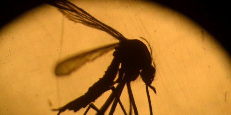 Zika : un tiers de l'humanité vit dans des zones à risque (étude) Zika : un tiers de l'humanité vit dans des zones à risque (étude)