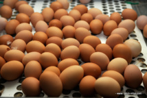 Salmonellose : le risque plane de nouveau sur une exploitation de la Presqu'île 