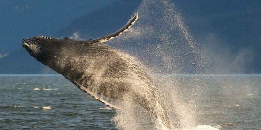 Plus de danger d'extinction pour la plupart des populations de baleine à bosse