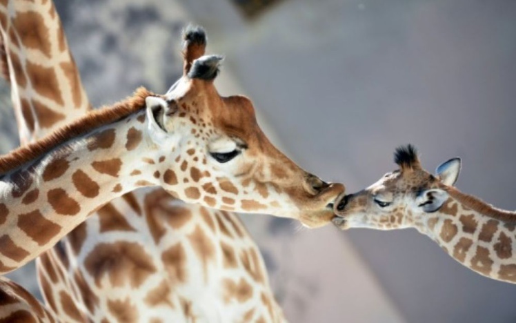 Quatre espèces de girafes sur Terre et non une seule (étude génétique)