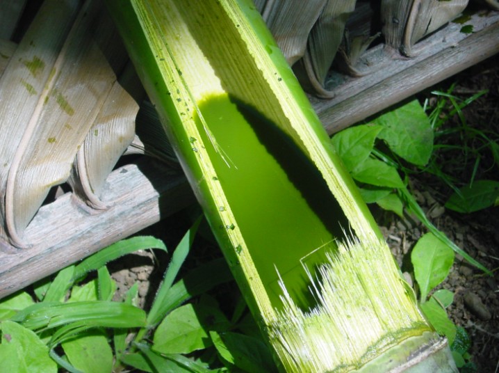 Teinture verte obtenue avec des feuilles de papayer.