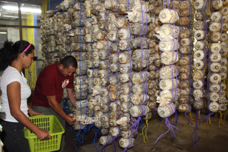 Une douzaine de variétés de champignons promise avant la fin de l’année Une douzaine de variétés de champignons promise avant la fin de l’année