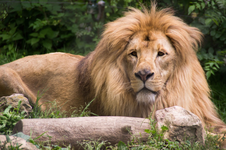Un lion d'Asie arrive à Besançon pour former un nouveau couple reproducteur