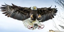 Aigles contre drones : les nouvelles recrues de la police néerlandaise Aigles contre drones : les nouvelles recrues de la police néerlandaise
