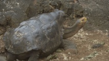 Diego, tortue sex-symbol qui a sauvé son espèce aux Galapagos