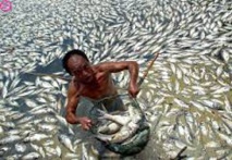 Le Vietnam de nouveau confronté à la mort de milliers de poissons Le Vietnam de nouveau confronté à la mort de milliers de poissons