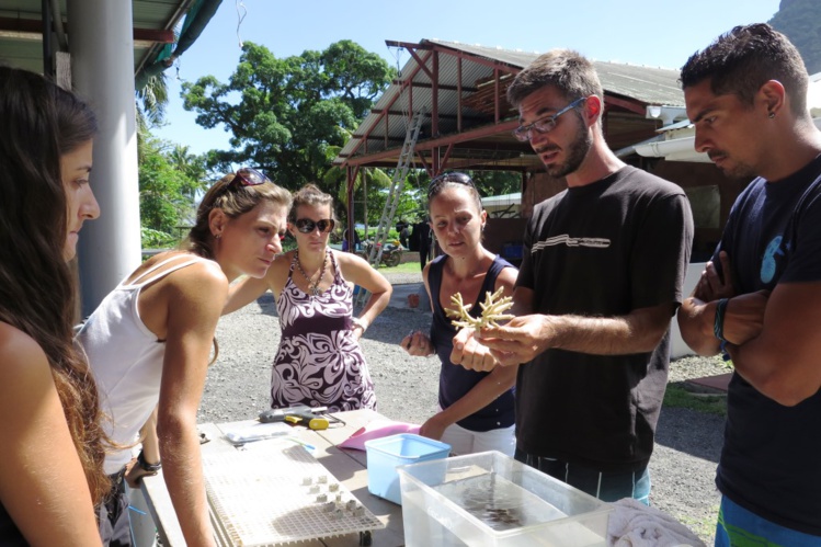 Antoine Puisay, en thèse, explique le bouturage. Antoine Puisay, en thèse, explique le bouturage.