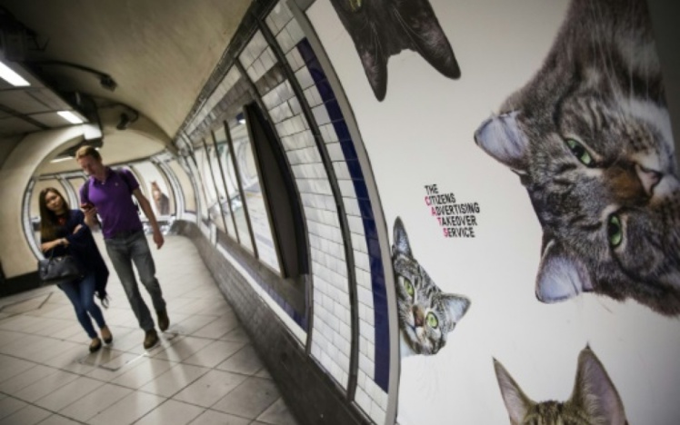 Les chats chassent la pub dans une station du métro londonien