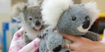 Australie: un koala orphelin se console avec une peluche Australie: un koala orphelin se console avec une peluche