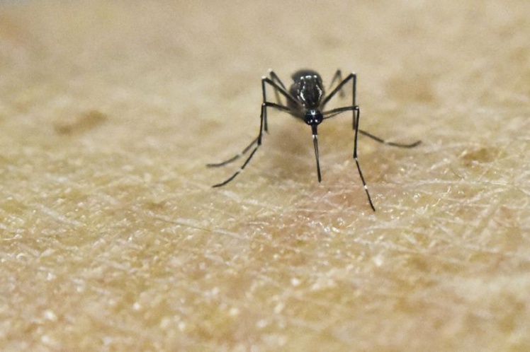 USA: un pesticide répandu par avion a été un "facteur clé" pour éliminer le Zika