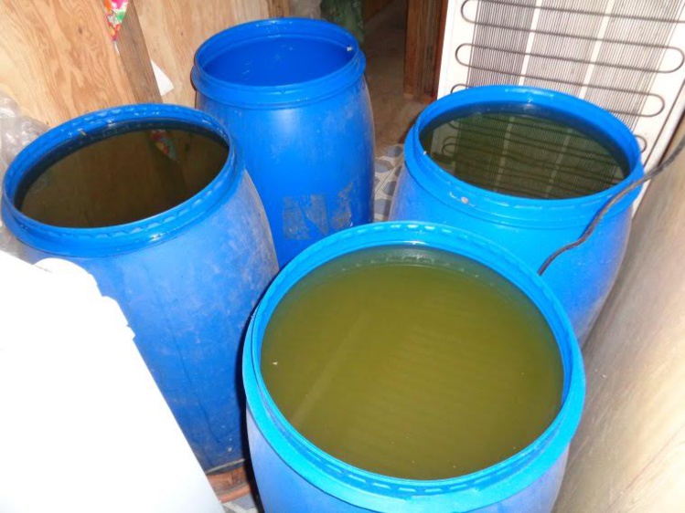 Une importante production clandestine de komo démantelée à Mahina Une importante production clandestine de komo démantelée à Mahina