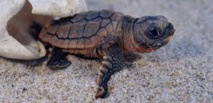 À Fréjus, éclosion du premier oeuf d’une tortue marine venue pondre sur la plage