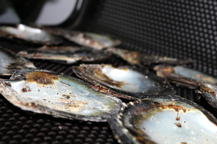 Les perliculteurs de Takume veulent faire tester les nacres par l'IFREMER Les perliculteurs de Takume veulent faire tester les nacres par l'IFREMER