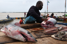 Prédateur devenu proie, le requin en danger Prédateur devenu proie, le requin en danger