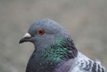 Inde: un pigeon en détention pour une lettre de menaces