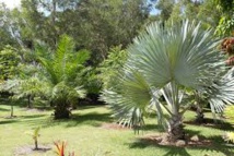 La Nouvelle-Calédonie veut protéger son exceptionnelle diversité de palmiers La Nouvelle-Calédonie veut protéger son exceptionnelle diversité de palmiers