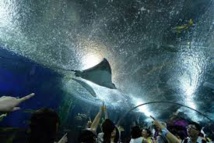 Singapour: un plongeur tué par une raie dans un parc océanographique Singapour: un plongeur tué par une raie dans un parc océanographique