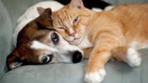 Le chien et le chat... mieux que des amis pour les Français Le chien et le chat... mieux que des amis pour les Français