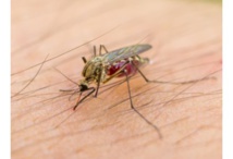 L'OMS craint une propagation du virus Zika en Asie-Pacifique L'OMS craint une propagation du virus Zika en Asie-Pacifique