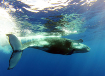 Photo : Mata Hora. Photo : Mata Hora.