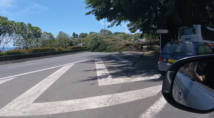 Un arbre bloque une partie de la RDO Un arbre bloque une partie de la RDO