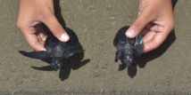 Indonésie: des tortues de mer recouvrent la liberté au large de Sumatra