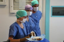 Une start-up bordelaise veut démultiplier la formation entre médecins Une start-up bordelaise veut démultiplier la formation entre médecins