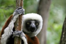 A Madagascar, le difficile sauvetage du lémurien passe par le privé