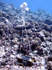 Plus le récif corallien se porte bien, plus il parle ! Plus le récif corallien se porte bien, plus il parle !