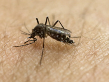 La moitié du continent américain sous la menace de la dengue, du chikungunya et du Zika La moitié du continent américain sous la menace de la dengue, du chikungunya et du Zika