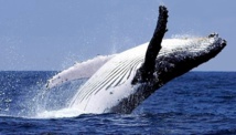 Baleines: la chasse scientifique sera plus strictement encadrée