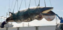 Tentative pour limiter la chasse à la baleine pratiquée par le Japon
