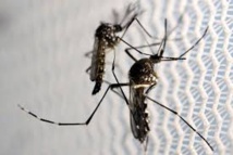 Brésil: des moustiques transgéniques pour vaincre le virus Zika en copulant