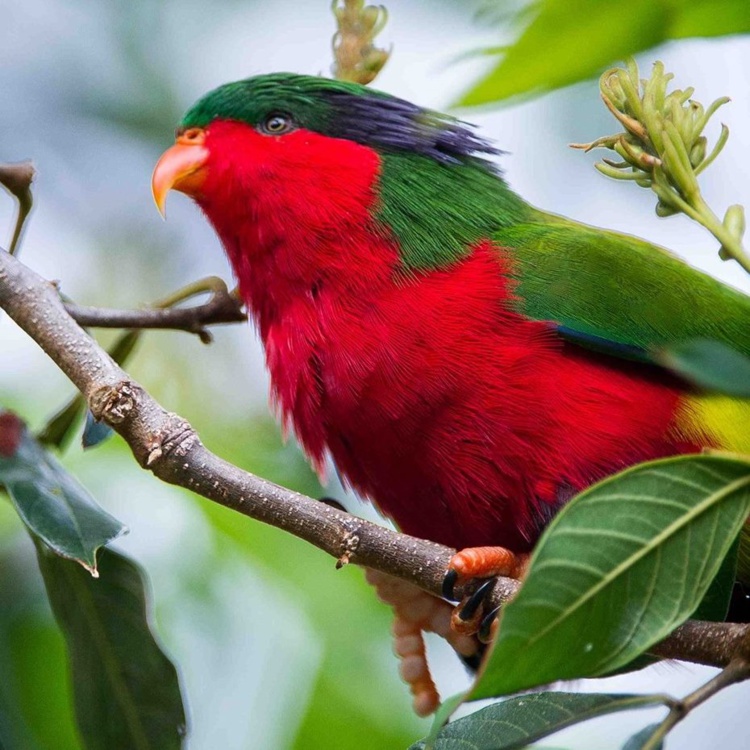 Le 'Ura ou Lori de Kuhl est une perruche endémique de Rimatara, menacée d'extinction. Le 'Ura ou Lori de Kuhl est une perruche endémique de Rimatara, menacée d'extinction.