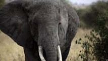 Le braconnage des éléphants prive le tourisme africain de 25 millions de dollars Le braconnage des éléphants prive le tourisme africain de 25 millions de dollars