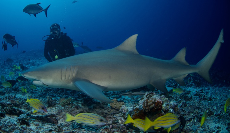Les requins ont été étudiés principalement au large de Moorea et Tahiti, où le nourrissage artificiel est pratiqué, ainsi qu'autour de Tetiaroa, Maiao et Mehetia. Crédit photo : Lauric Thiault.