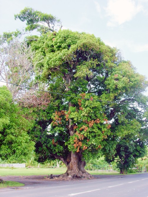Le vieux manguier du temple de Mataiea en 2002. Photo Tahiti Heritage