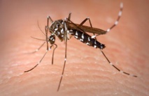 Zika: des anticorps humains efficaces chez la souris gestante