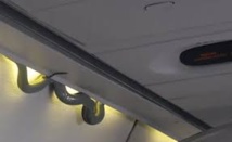 Un serpent parmi les passagers d'un avion de ligne mexicain (VIDEO)