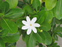 Les plantes et le mono'i : toute une histoire Les plantes et le mono'i : toute une histoire