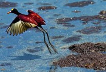 Plus de 200 espèces d'oiseaux à risque d'extinction non répertoriées