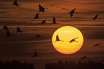 Le réchauffement perturbe quasiment tous les aspects de la vie sur Terre