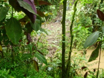La photo de l'éboulement dont parle le propriétaire : "On voit la rivière couleur "chocolat" dont le cours est complètement obstrué par un glissement naturel de plusieurs centaines de m3 de boues mélangées à la végétation. Ce phénomène arrive régulièrement après les grosses pluies." La photo de l'éboulement dont parle le propriétaire : "On voit la rivière couleur "chocolat" dont le cours est complètement obstrué par un glissement naturel de plusieurs centaines de m3 de boues mélangées à la végétation. Ce phénomène arrive régulièrement après les grosses pluies."