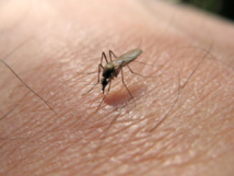 Le virus du Nil occidental pourrait être plus mortel qu'estimé Le virus du Nil occidental pourrait être plus mortel qu'estimé