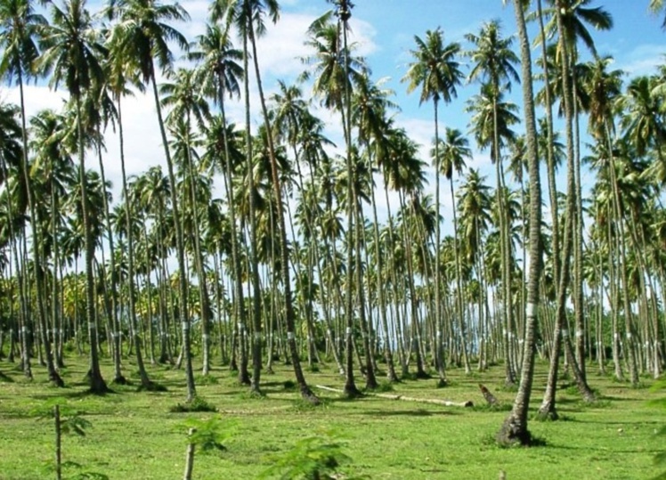 Table ronde et réunion publique deux temps forts de la semaine du mono’i Table ronde et réunion publique deux temps forts de la semaine du mono’i