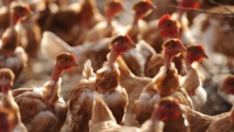 Face au risque "élevé" de grippe aviaire, les éleveurs français sur le qui-vive