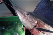 Des quotas dès 2017 pour lutter contre la surpêche de l'espadon de Méditerranée Des quotas dès 2017 pour lutter contre la surpêche de l'espadon de Méditerranée