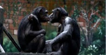 Carotte et bâton: des femelles singes incitent les mâles à aller au combat