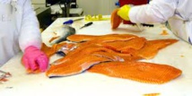 Le saumon frais non bio moins contaminé qu'avant, contrairement au bio (presse) Le saumon frais non bio moins contaminé qu'avant, contrairement au bio (presse)